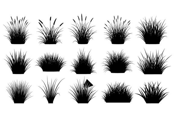 Various Grass and Cattail Plants Set: A Comprehensive Guide